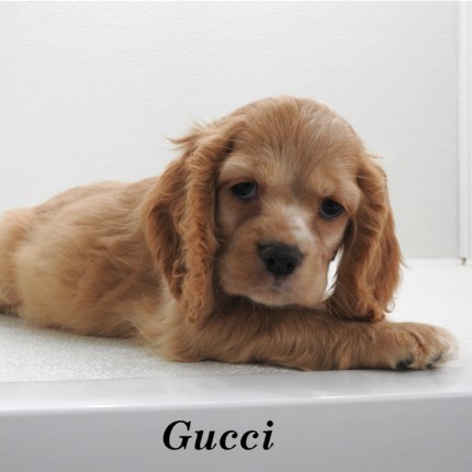 puppy, for, sale, Cocker Spaniel, Joe & Cherri  Overlease, dog, breeder, Miller, MO, dog-breeder, puppy-for-sale, forsale, nearby, find, puppyfind, locator, puppylocator, aca